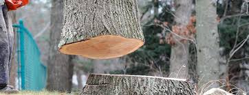How Our Tree Care Process Works  in  North Conway, NH
