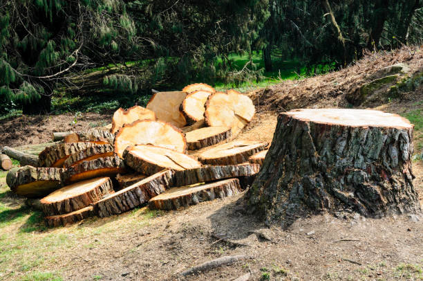 Reliable North Conway, NH Tree Care Solutions